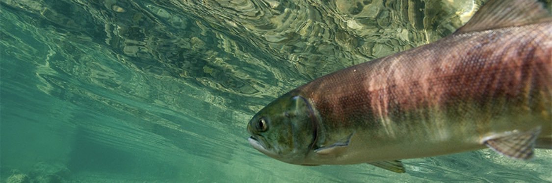 Maricres Castro banner