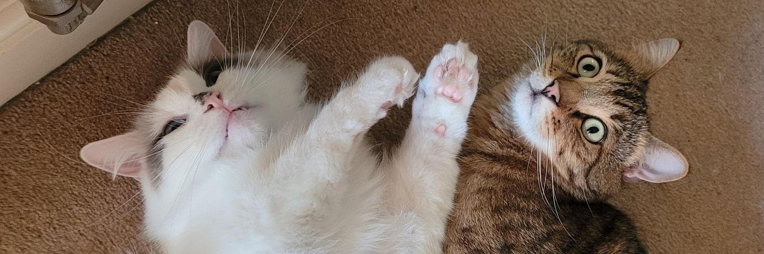 Claire Sutton banner