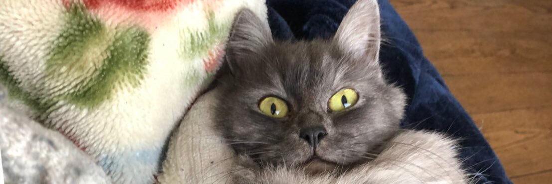 simyuko's profile banner image