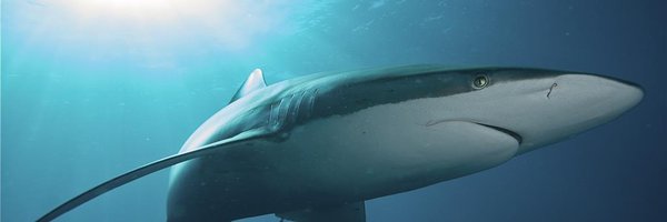 SouthernSharkEG Profile Banner