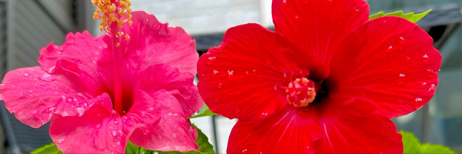 mamym231's profile banner image