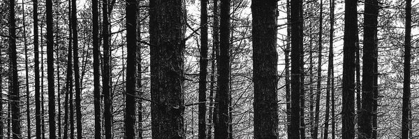 melissae36_ Profile Banner