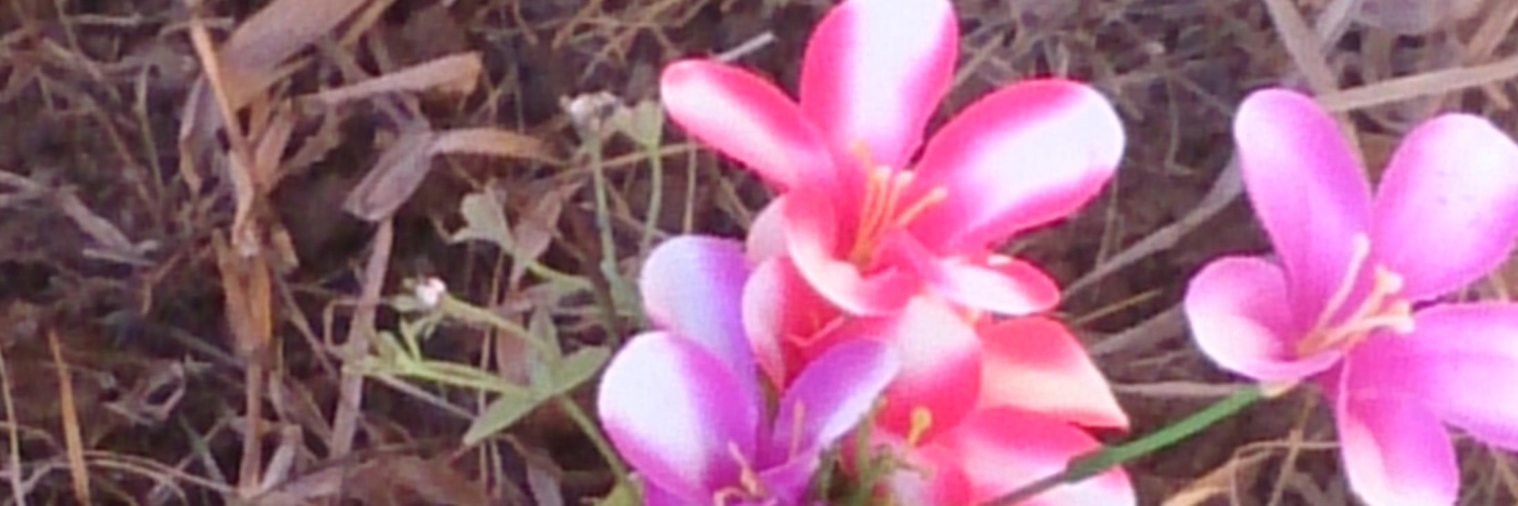 LailaFlowerSW's profile banner image
