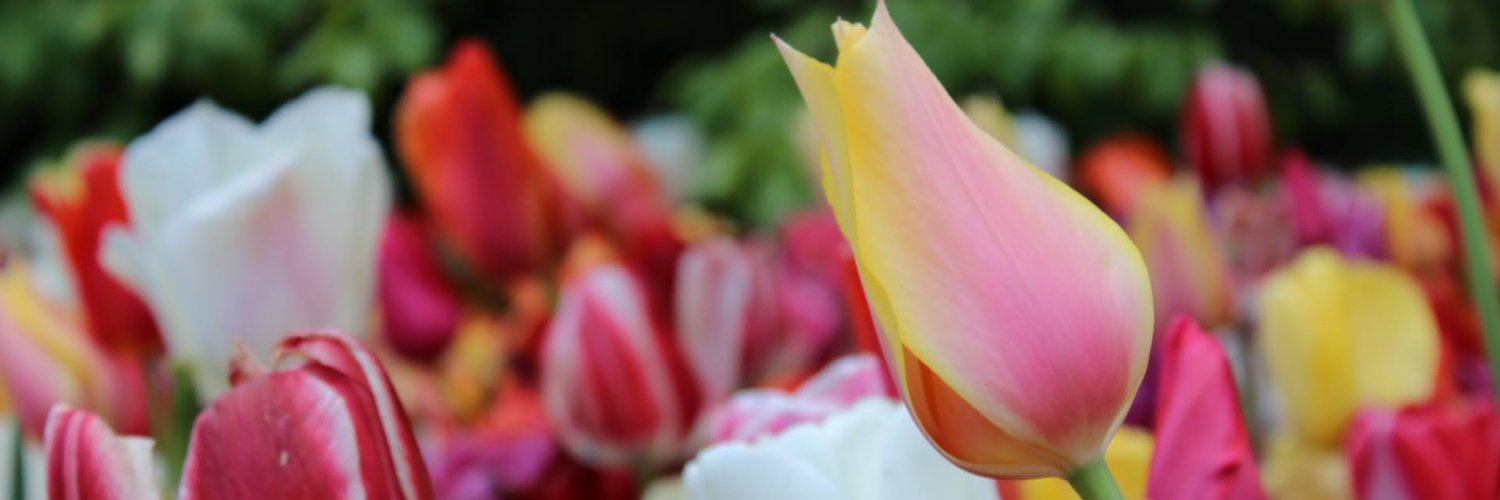 worldloveflower's profile banner image