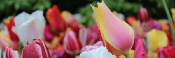 worldloveflower Profile Banner