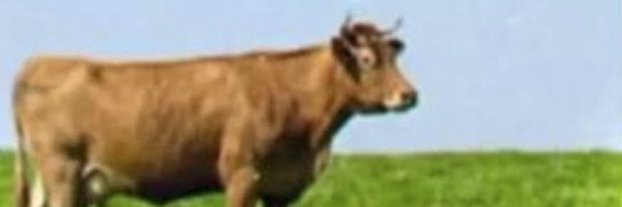 weebainu's profile banner image