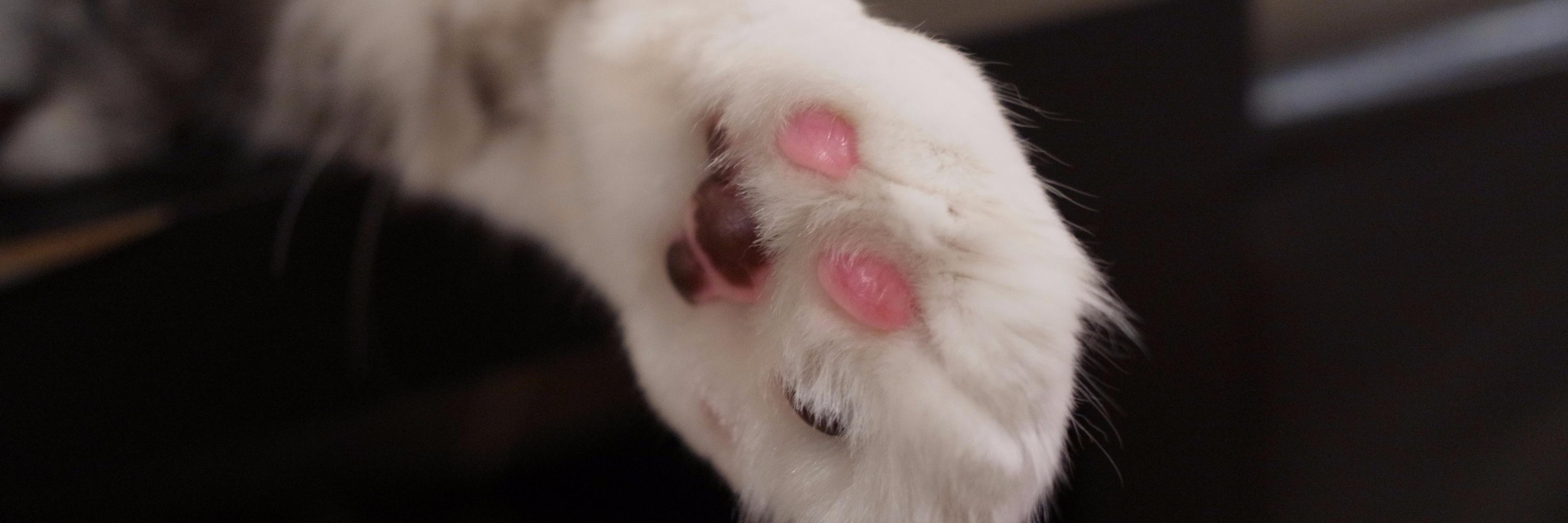 flyinghsiencat's profile banner image