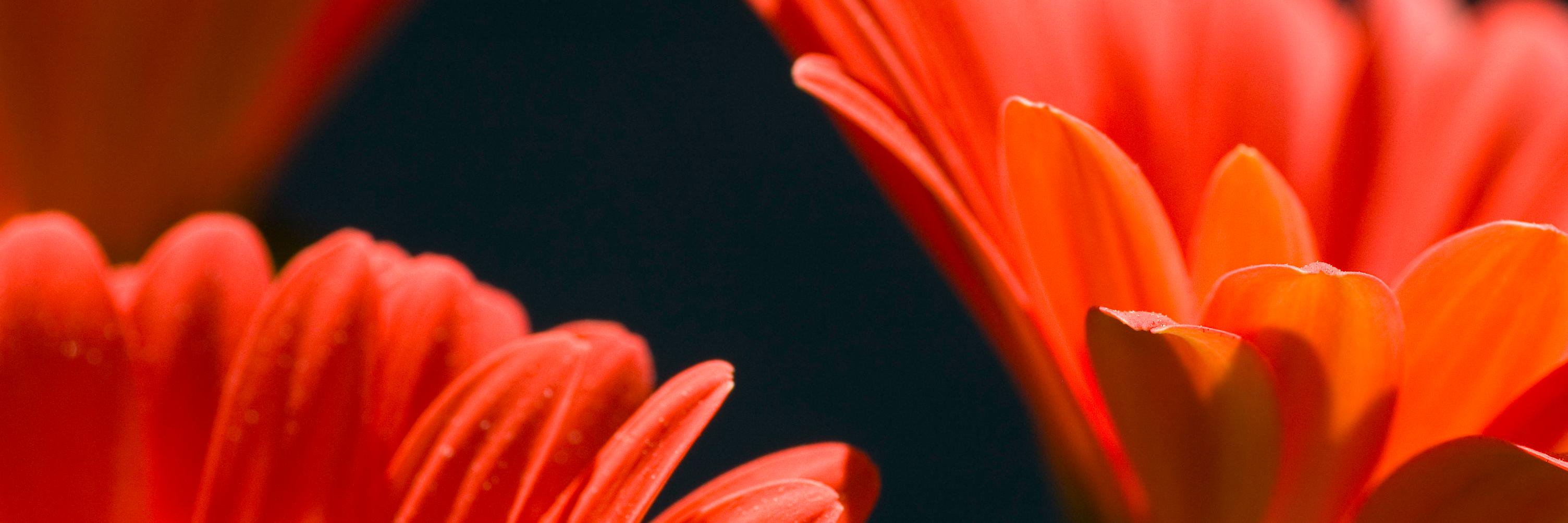 Gerbera Music Agency's banner