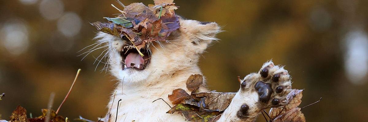 AmandaDevaus's profile banner image