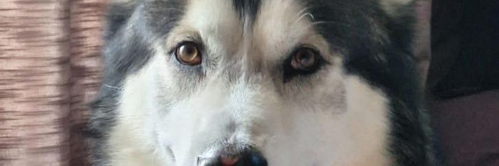 Malamutemattersuk banner