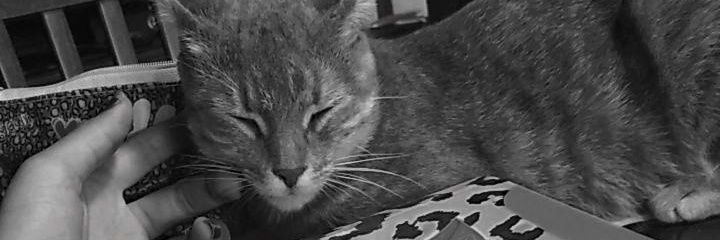 agosticalivari's profile banner image