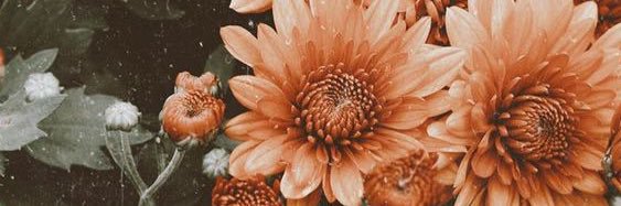 Perezgpaula's profile banner image