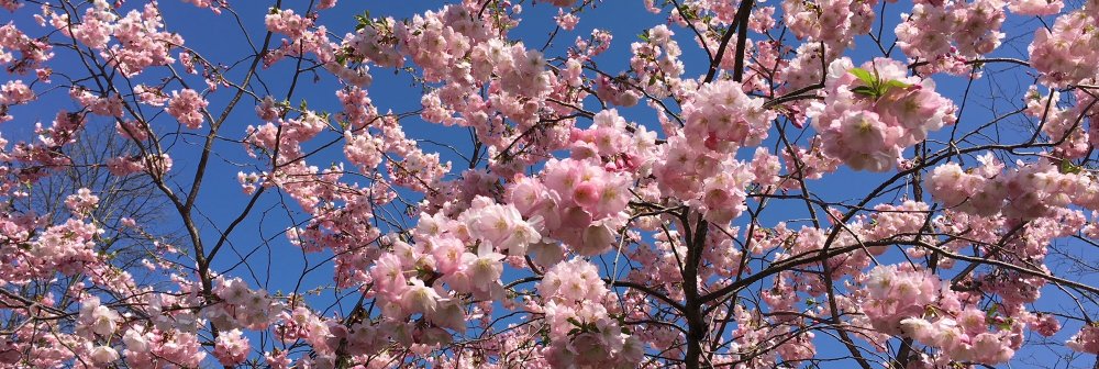 Jennifer Stanonis banner