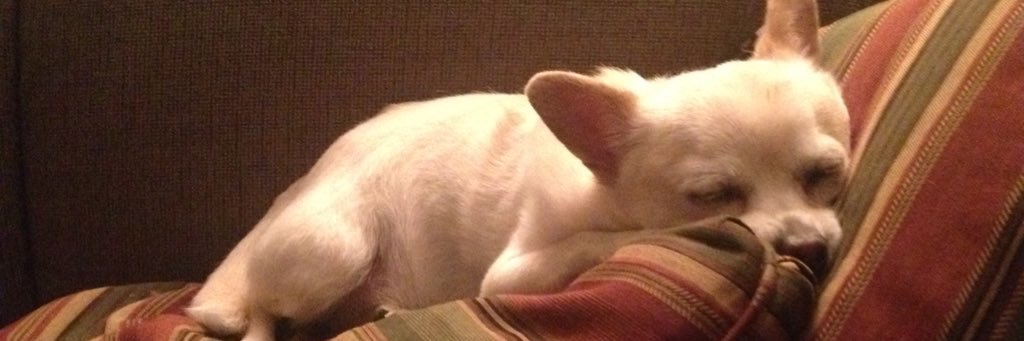 PuppyNacho_'s profile banner image
