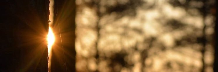elysuu's profile banner image