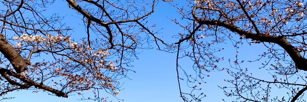 tomatomatorum's profile banner image