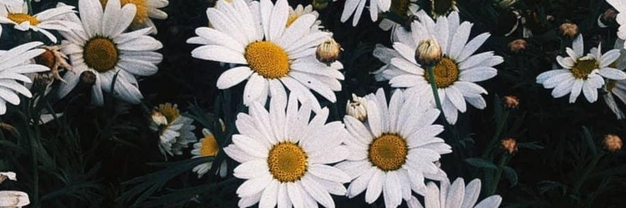 _celiaagarcia's profile banner image