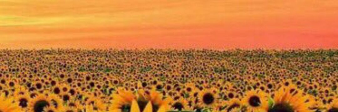 flor_allada's profile banner image