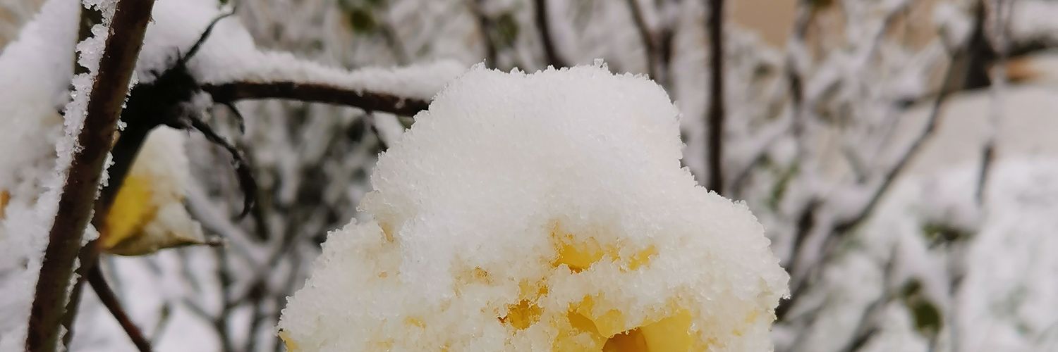 maureenli10's profile banner image
