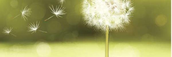 LeilaReberti's profile banner image