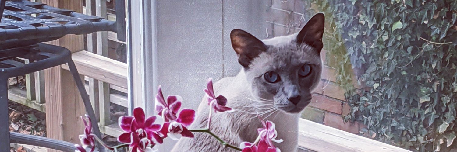 MsBrittBennett's profile banner image