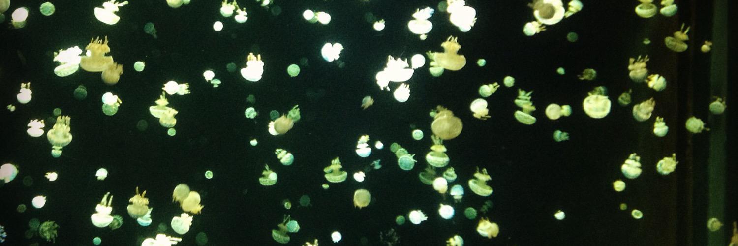 Evie Holcombe banner