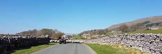 BainbridgeVets's profile banner image