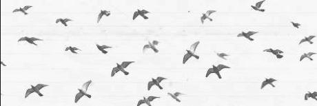 Liissaaax_'s profile banner image