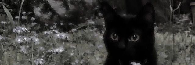 RavenSweetiee's profile banner image