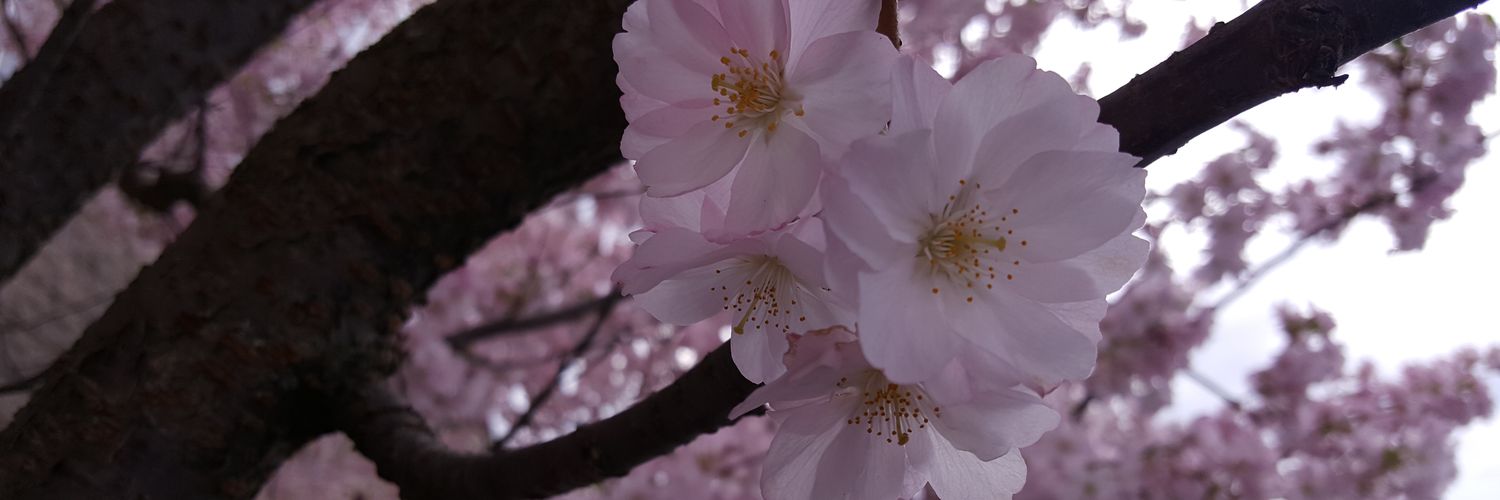 JuliaBoberg's profile banner image