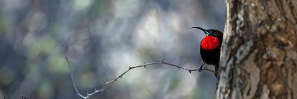kimk_rice Profile Banner