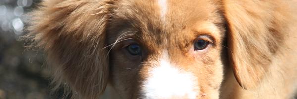 Tollchester's profile banner image