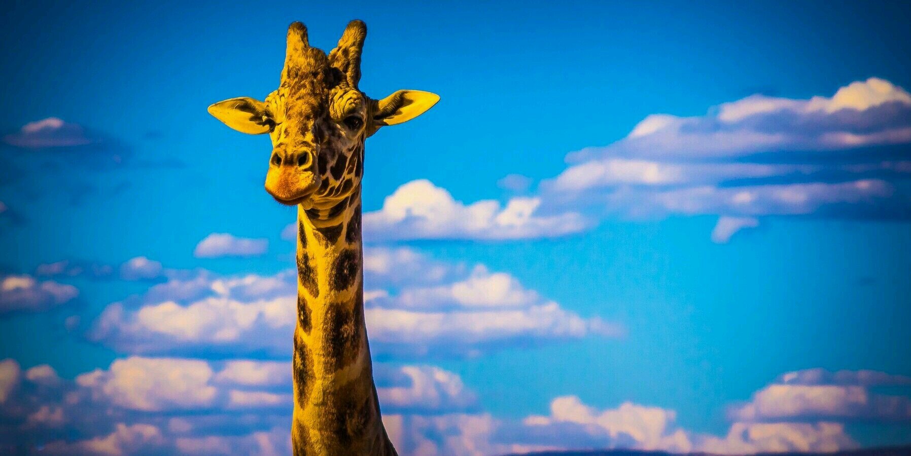 dulce_zanetti's profile banner image
