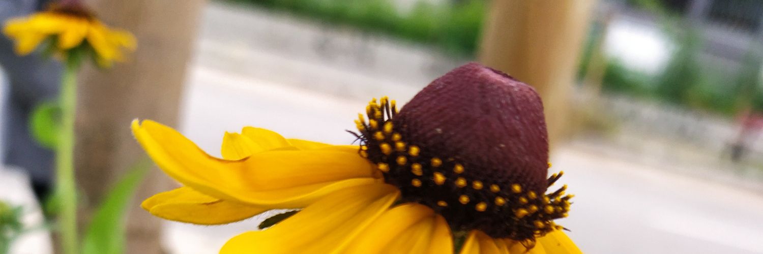 lauplain's profile banner image
