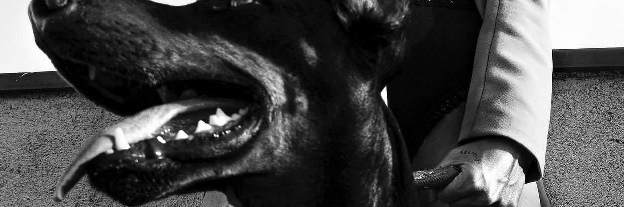 Lsmaestres's profile banner image