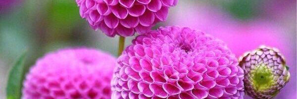 towleen93's profile banner image