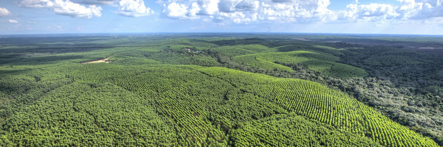 Asia Pulp & Paper ID banner