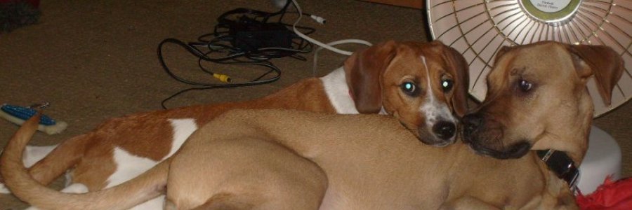 samreads2much's profile banner image