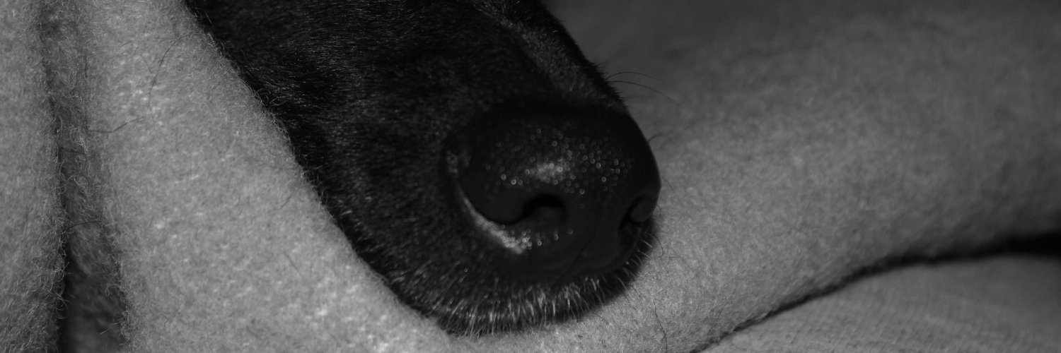 SoyAngel___one's profile banner image