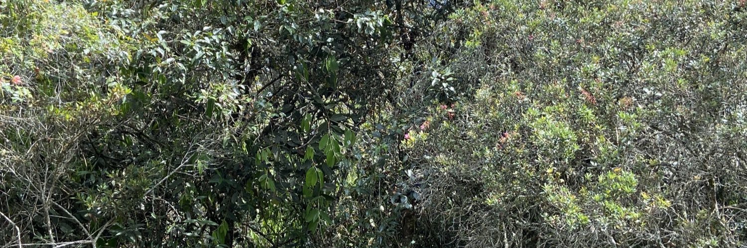 Iván Marulanda banner