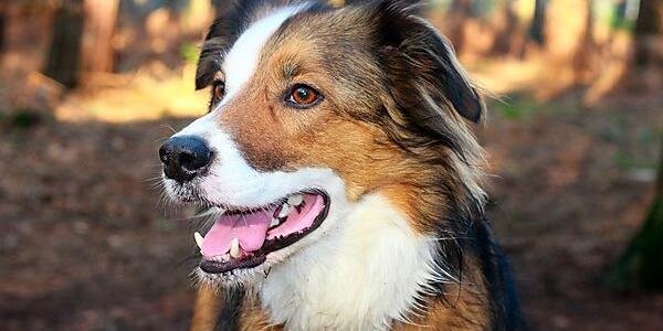 d4dog_com's profile banner image