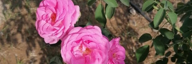 ‏﮼ام محمد 💛 ‏ banner