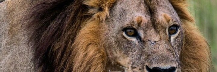 still_ofi's profile banner image