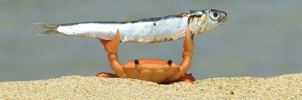 SeryCodes Profile Banner