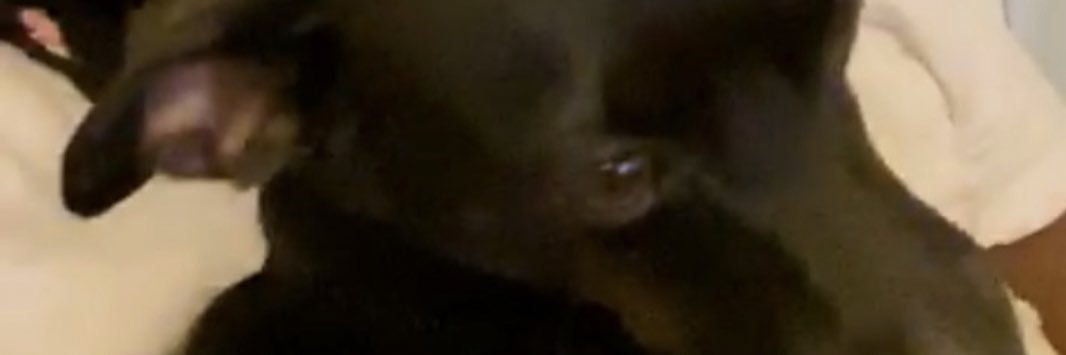 OprahCJ3's profile banner image