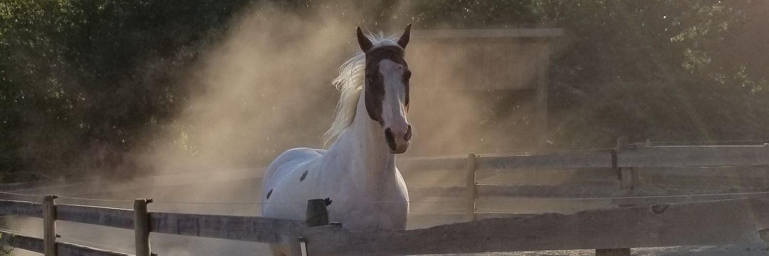 ingefinge's profile banner image