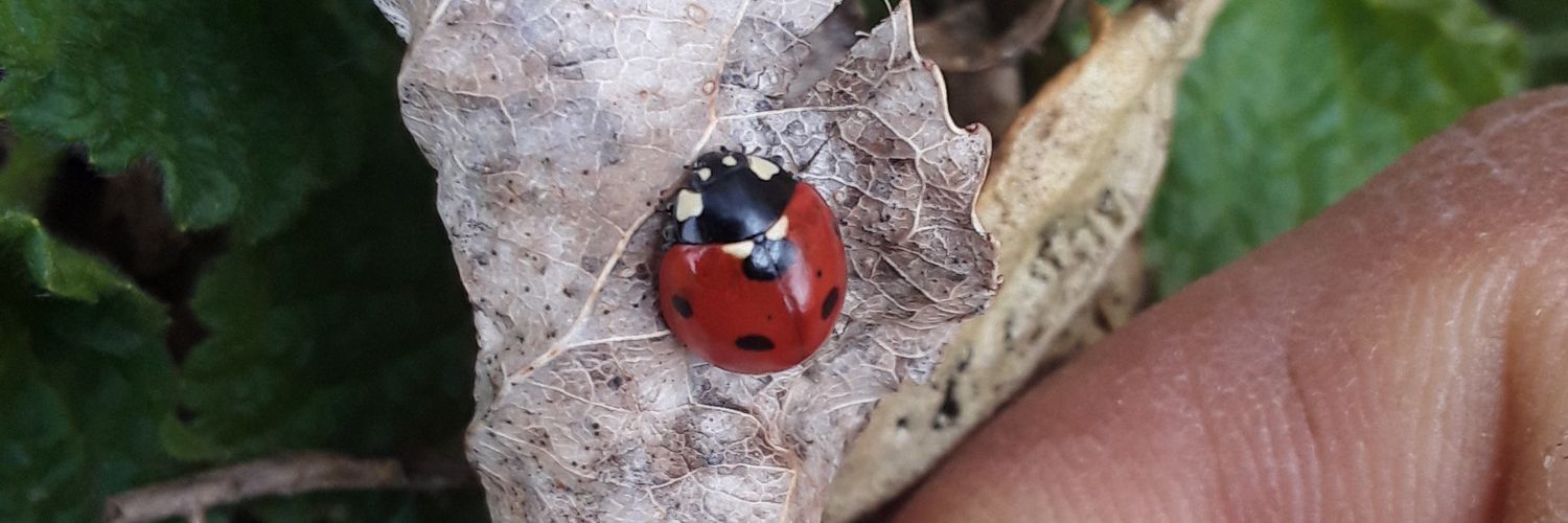 ercan özçelik banner