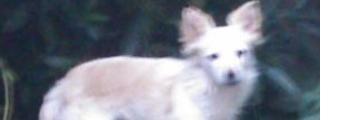 Buscando_aNicol's profile banner image