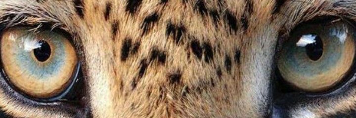 Peluffe's profile banner image