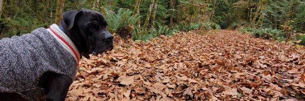 chefbissell Profile Banner